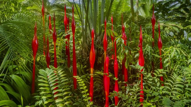 Red Bulbous Reeds Glass Sculpture (2022) by Dale Chihuly at the Missouri Botanical Garden. Picture: Nathaniel Willson