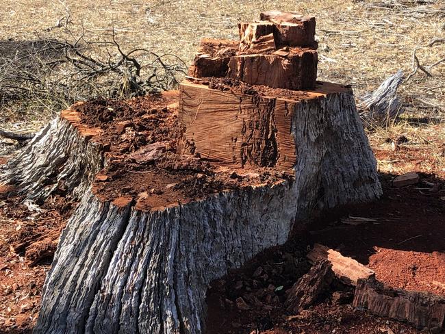 According to DEECA, it is illegal to cut and take timber from standing trees, or take fallen trees or branches from public land without permission. Picture: Supplied