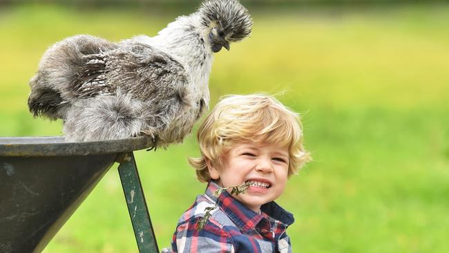 Royal Melbourne Show Ticket Launch taking place tomorrow. 4 year old Charlie with a Silkie chicken. Picture: Tony Gough