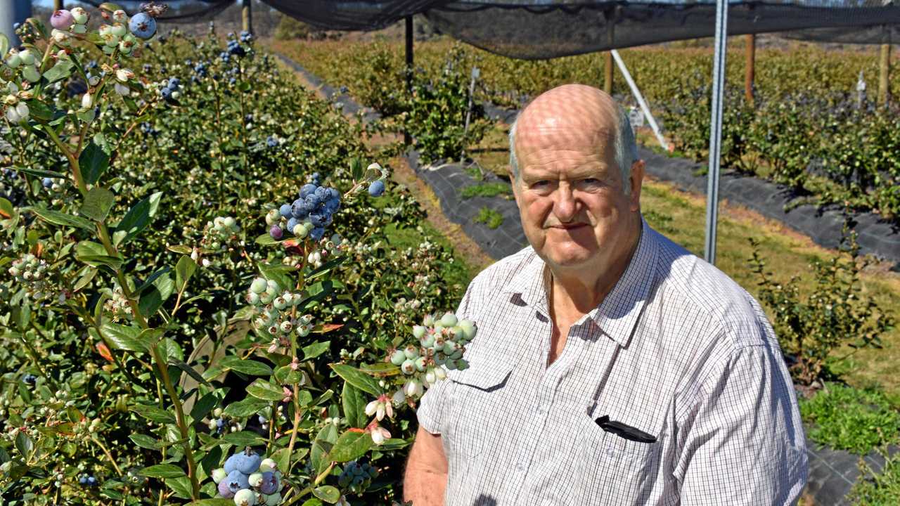 Ridley Bell at Mountain Blue's River Run blueberry farm near Tabulam. Picture: Susanna Freymark