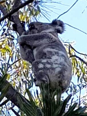 A koala on North Stradbroke Island. Picture: WWF