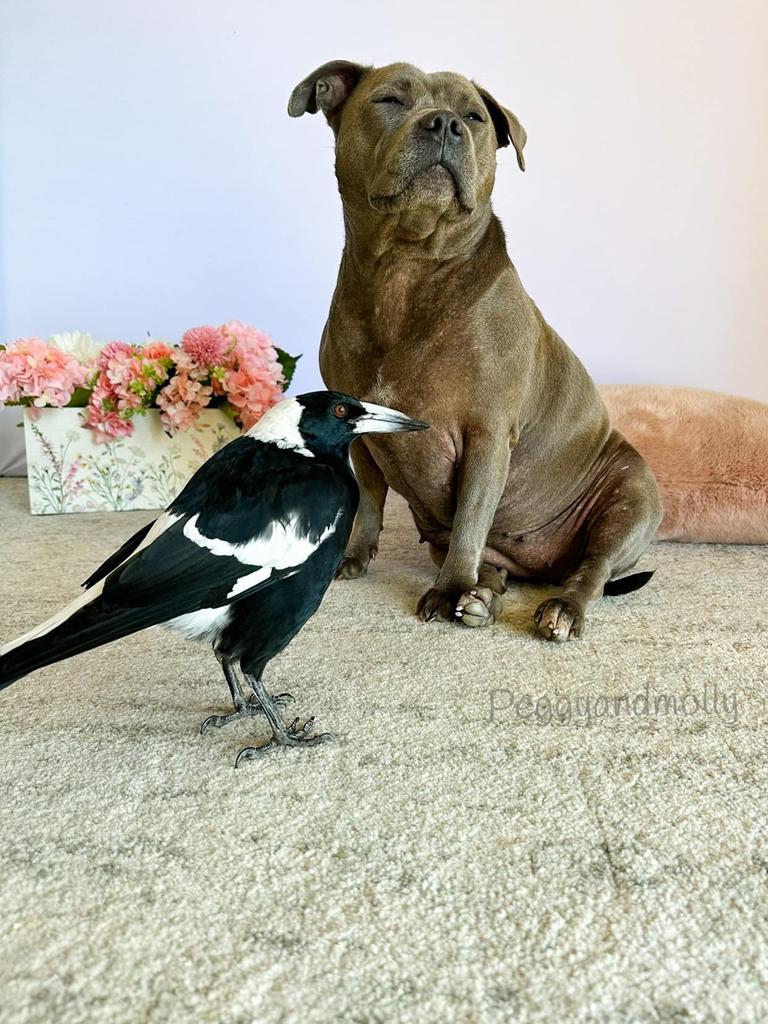 The staffy and magpie share an unlikely friendship. Picture: Facebook / Peggy and Molly.