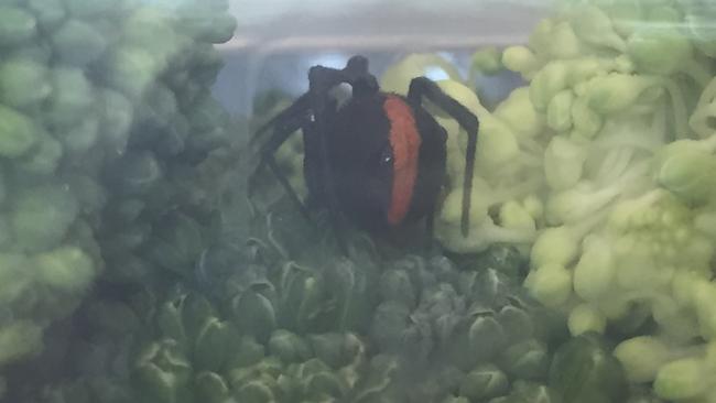 The Redback spider nestled in broccoli.