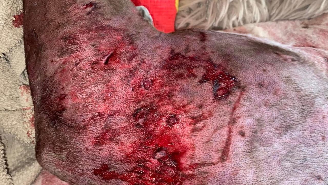 Ms Stotts other dog Raffie had been attacked as a puppy by the same dogs in early 2023. Picture: Supplied