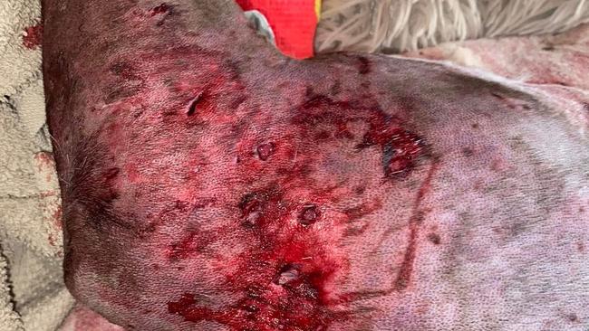 Ms Stotts other dog Raffie had been attacked as a puppy by the same dogs in early 2023. Picture: Supplied