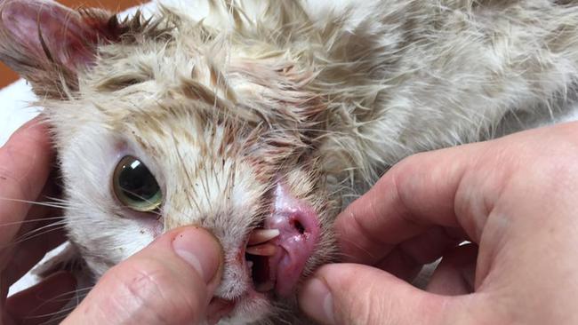 Monty had put his canines through his lip in an attempt to remove the tin can.