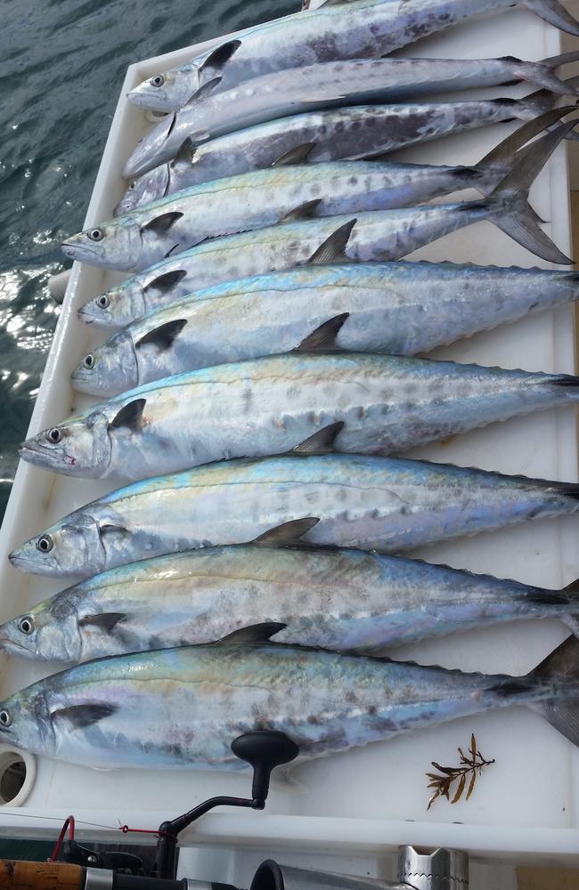 Mackerel caught in Moreton Bay. Picture: Spero Kartanos