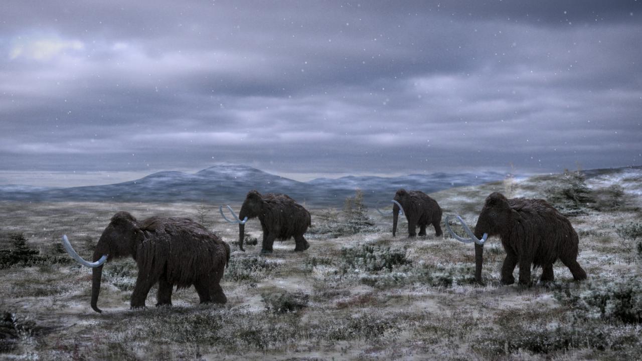 Recreated images of Woolly Mammoths