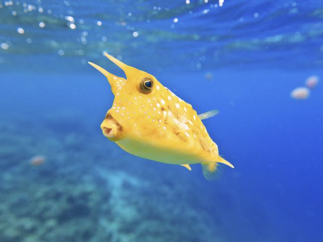 A longhorn cowfish (Lactoria cornuta) in Palawan.