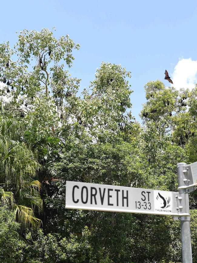 Bats at Dan Gleeson park. Picture: Shae Beplate