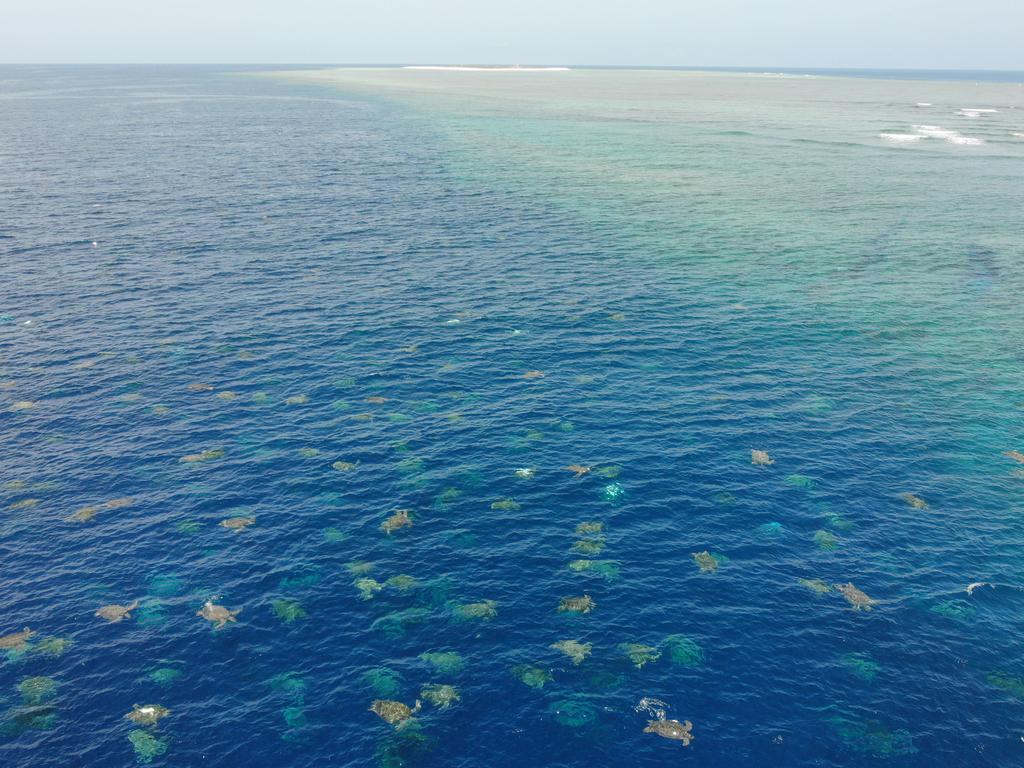 Thousands of turtles at Raine Island. Picture: Queensland Government