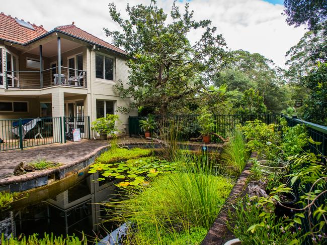 This backyard pool is a now a peaceful pond in Ku-ring-gai.