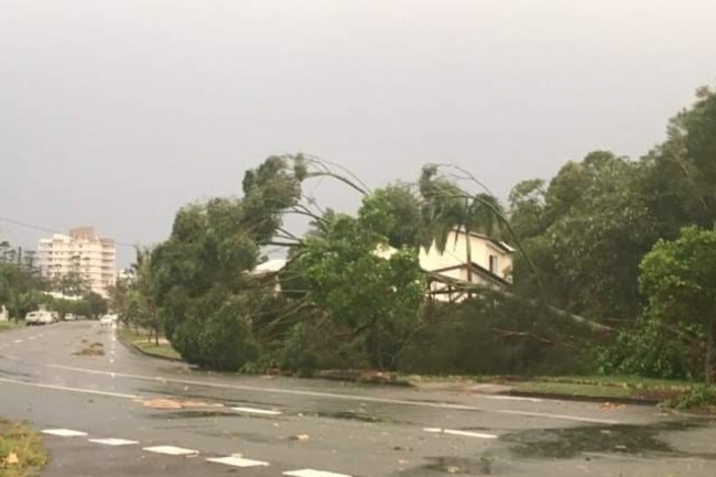 A tree across a road at Currimundi after storms on Saturday.