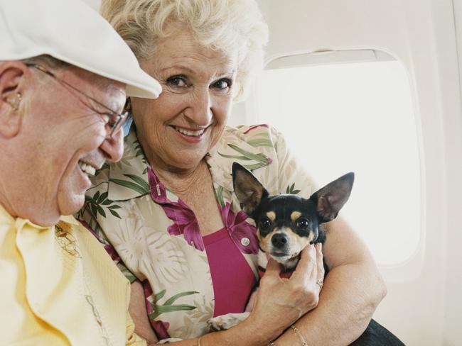 Senior couple sitting on a plane, with the woman holding a small dog.