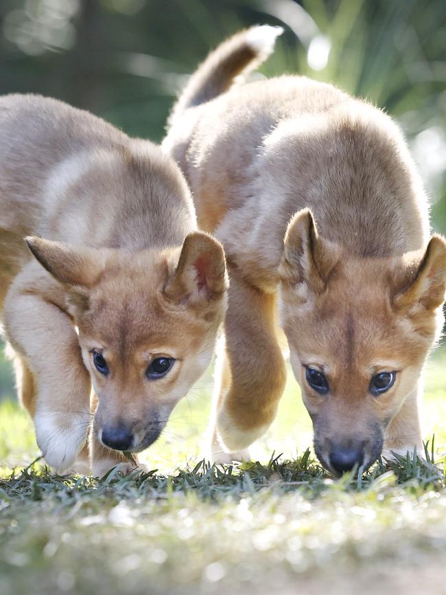 Bandit and Bluey.