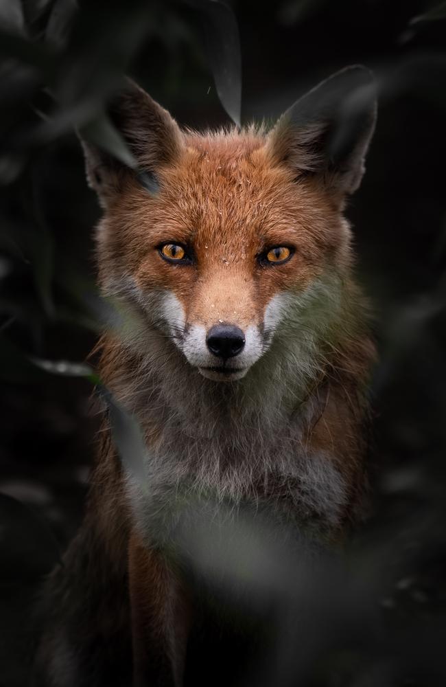 This powerful shot of a fox was taken by Valentin Malinov from Macedonia and has been entered in the natural world and wildlife category of the Sony World Photography Awards. Picture: Valentin Malinov