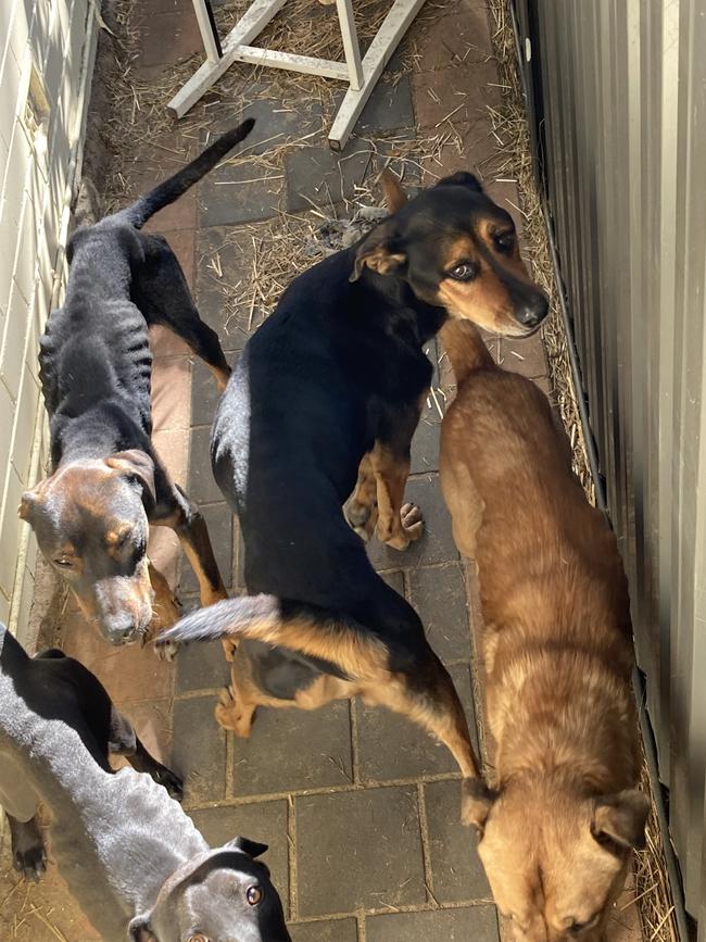 Dogs found by an RSPCA WA inspector led to cruelty convictions. Picture: RSPCA WA