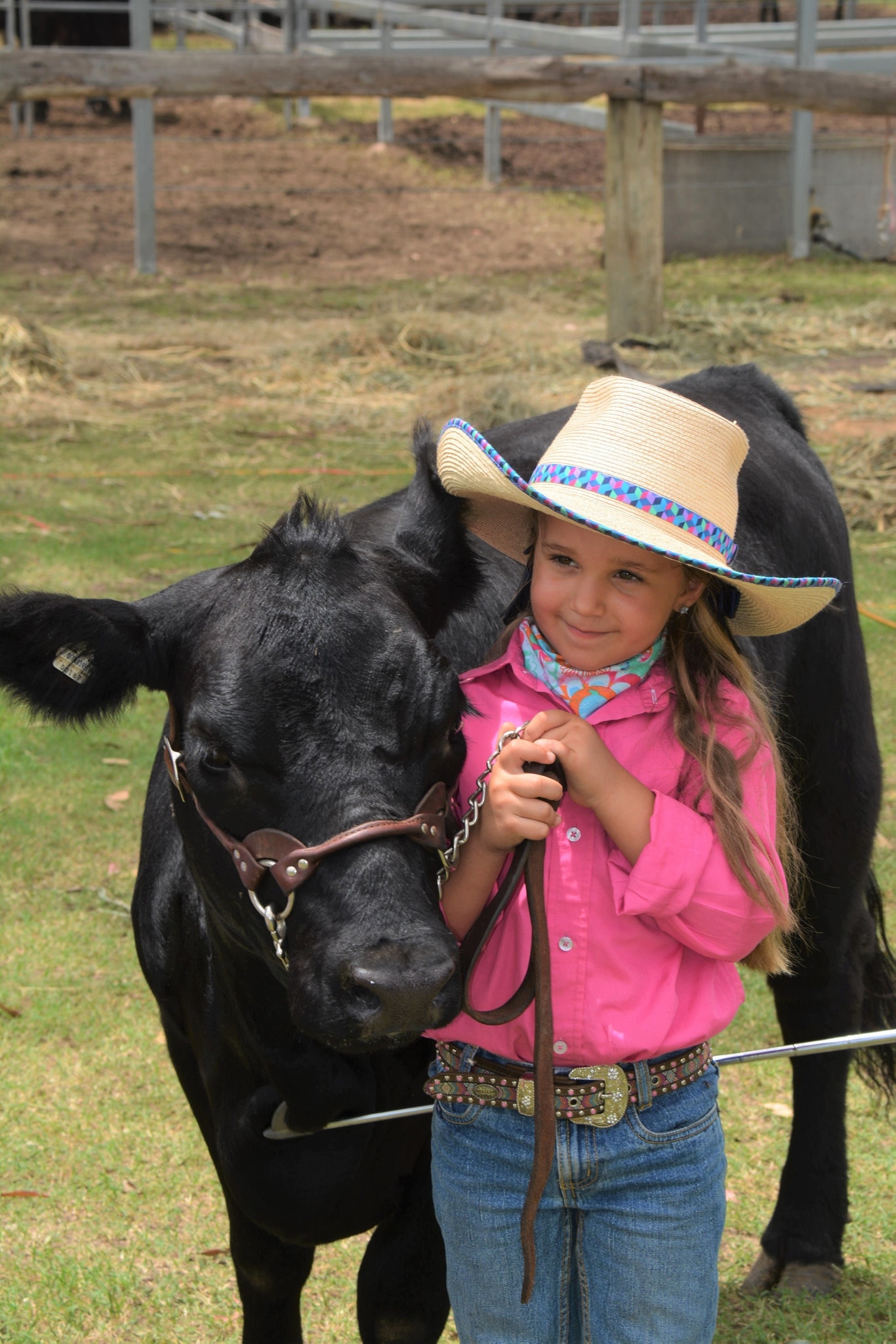 Erin Graham, 5, with her 18-month-old Lowline Angus heifer 