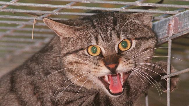 Kangaroo Island plans to eradicate its feral cats.