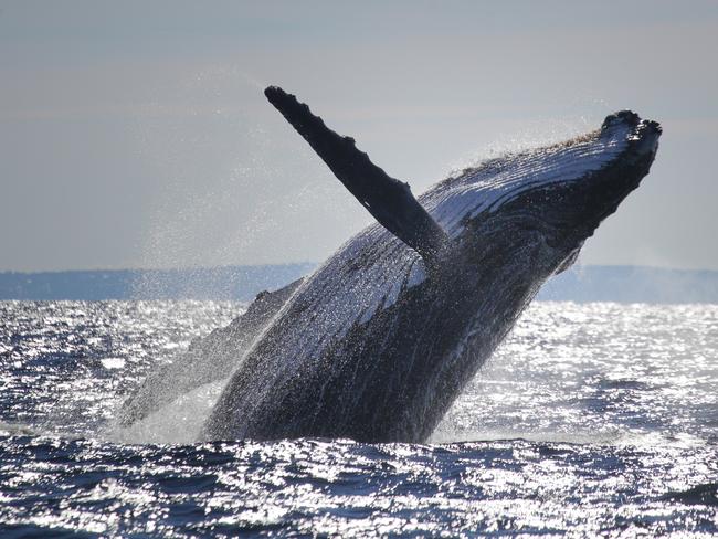 Humpback whalebreachingt. Picture: whalewatchingsydney.com.au