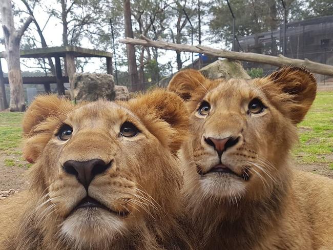 The two lions Jen Brown loved so much that attacked Jen Brown at the zoo just south of Nowra in 2020. Jen said she couldn’t wait to get back to see the duo when she had recovered. Picture: Supplied