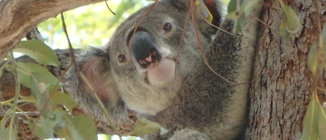 Community fears unless the State Government mapping is overhauled habitat where Joyner koala Louie lives will be destroyed. Photo: Sam Wakerley.