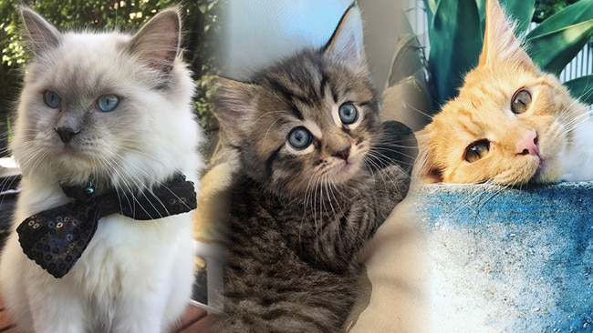 Three of our top 50 cutest kitties.