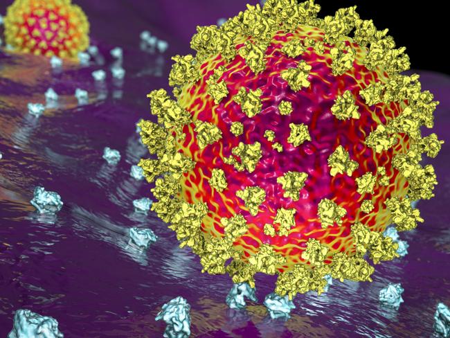 SARS-CoV-2 virus binding to ACE2 receptors on a human cell, the initial stage of COVID-19 infection, scientifically accurate 3D illustration