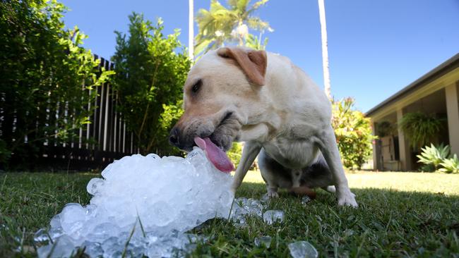 Wilfred the labrador cools down with tuna flavoured ice at his Kanimbla home. Above average hot temps are forecast for rest of the week. PICTURE: STEWART McLEAN