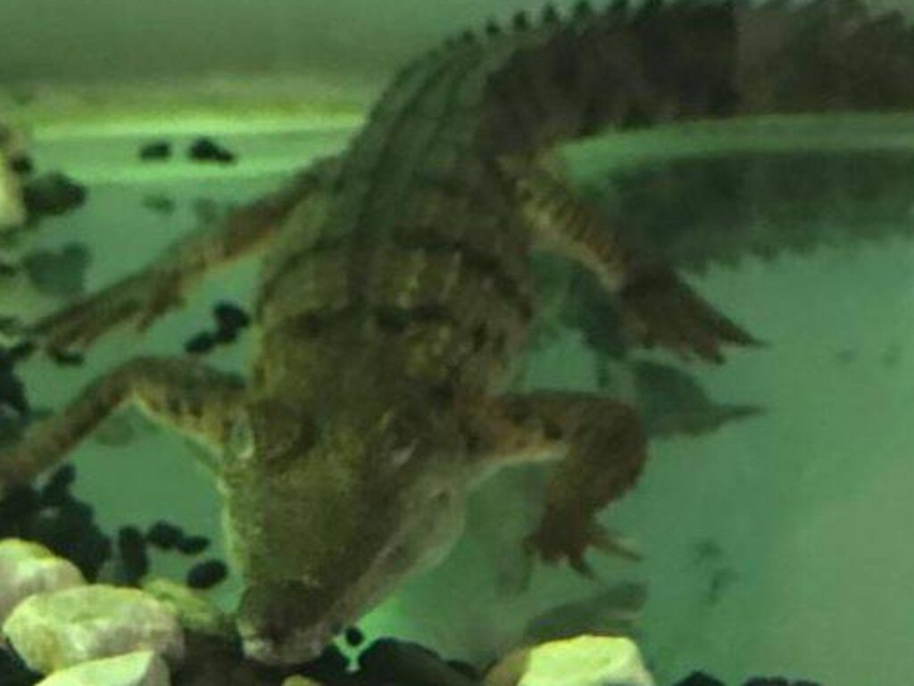 The man was charged over the alleged possession of an unlicensed crocodile. Source: NSW Police