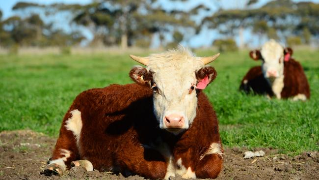 National turnaround: Beef production is expected to decline as many producers rebuild their cattle herds. Picture: Zoe Phillips