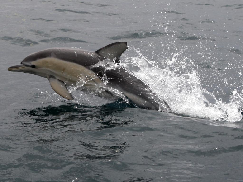 A Porpoise jumps out of the water of the coast of Arno Bay on Eyre Peninsula, SA.