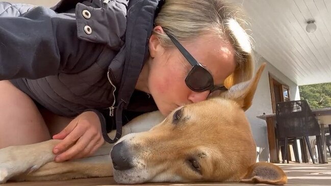 Lauren Lacey, 40, of Tallai showing what a sweet dog Bazza was during the first few days of fostering him through the D.A.R.E. rescue group. Baz has been credited with helping save his foster nanna, Julie Dignum 's life after she had a cardiac arrest about a week later. Picture: DARE/Facebook