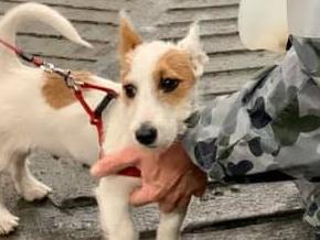 Gippsland FiresWe evacuated on the HMAS Choules on Friday. The ship kindly set up the vehicle bay for pets and their owners throughout the 30 hours. Here are pix - it’s amazing how pets bring out our humanity.Pictures: Kristine Daniels/Facebook