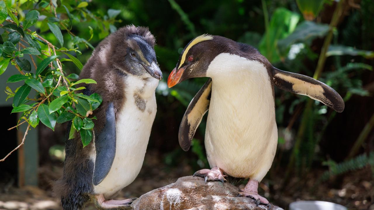 Fiordland penguins are one of 18 different penguin species. Picture: Taronga Zoo