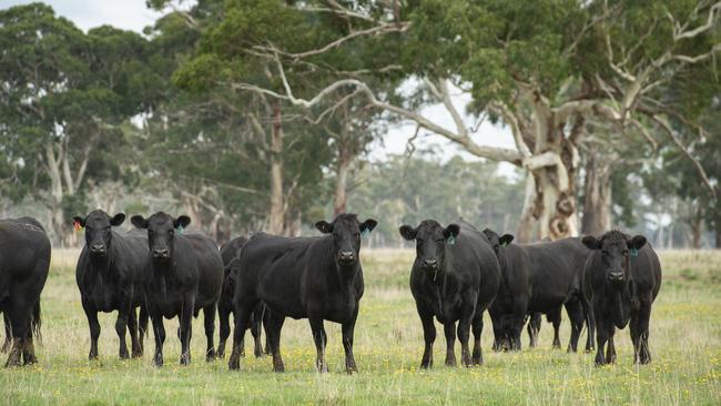 John Phillip Daniels was fined a total of $95k for illegally clearing native trees from his cattle property. PICTURE: ZOE PHILLIPS