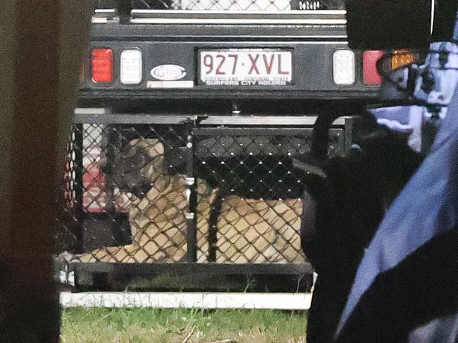 A dog is removed from the scene at Yatala. Picture: Nigel Hallett