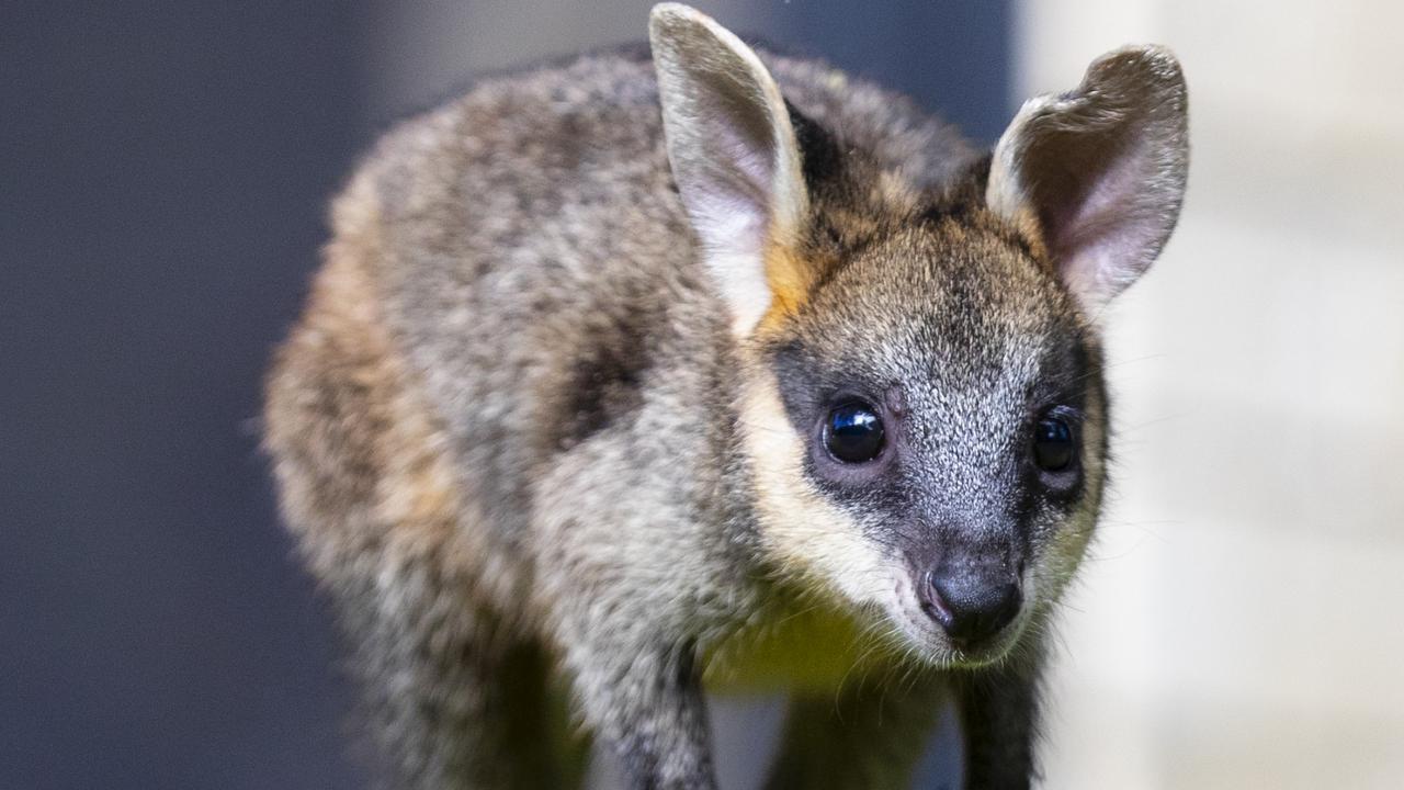 Anarra Gympie Wildlife Rescue are one of three Gympie community groups to receive a big boost in funding thanks to Gympie Regional Council grants. Picture Lachie Millard