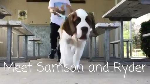 Samson, St Bernard therapy puppy on Gold Coast