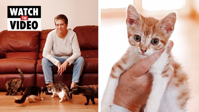 Everything You Need to Know About Getting a Cat and Dog