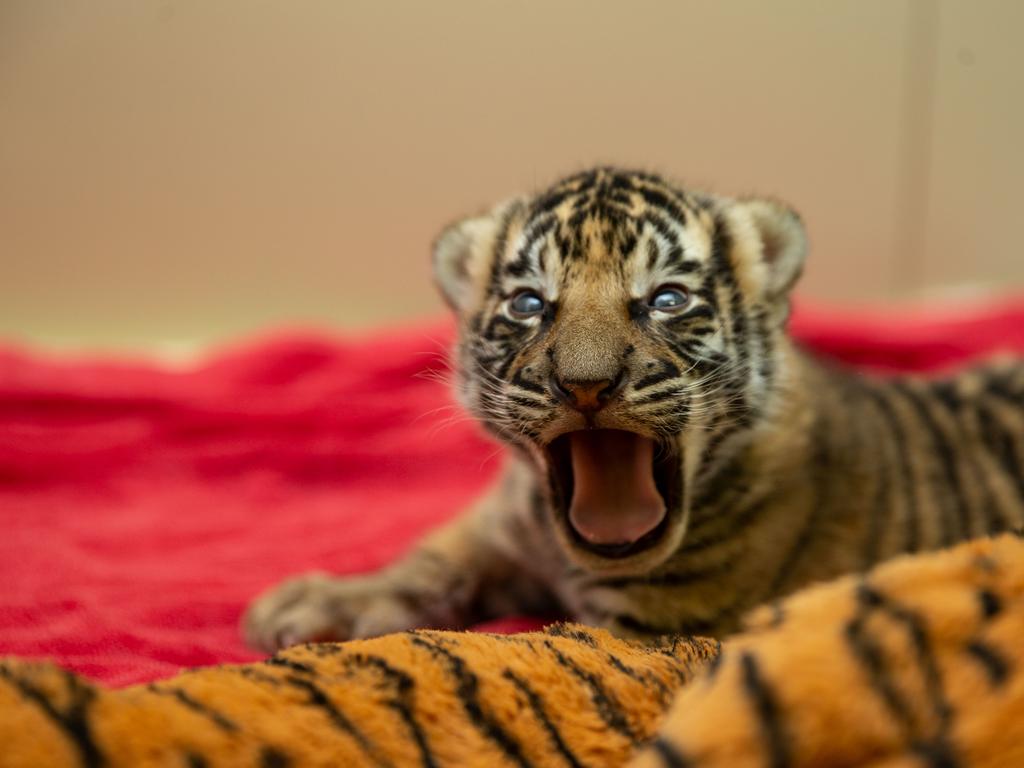 Dreamworld's two tiger cubs, born to Adira at Tiger Island. Picture: Patrick Martin-Vegue, Tiger Island Manager