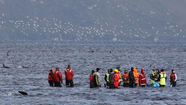 Rescuers support stranded whales while waiting for the return of the boat used to transfer the whales back out to sea. Picture: NCA NewsWire / Grant Wells