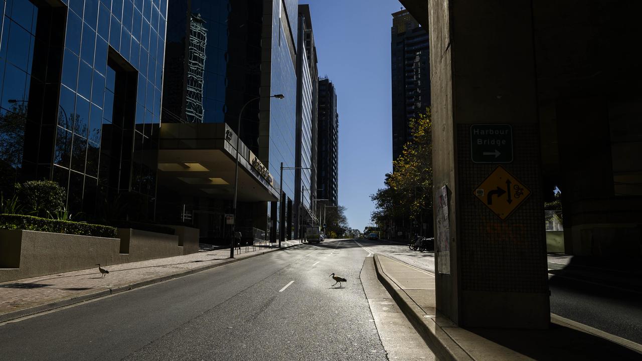 Birds cross an empty Kent Street in Sydney’s CBD. Picture: Darren Roberts