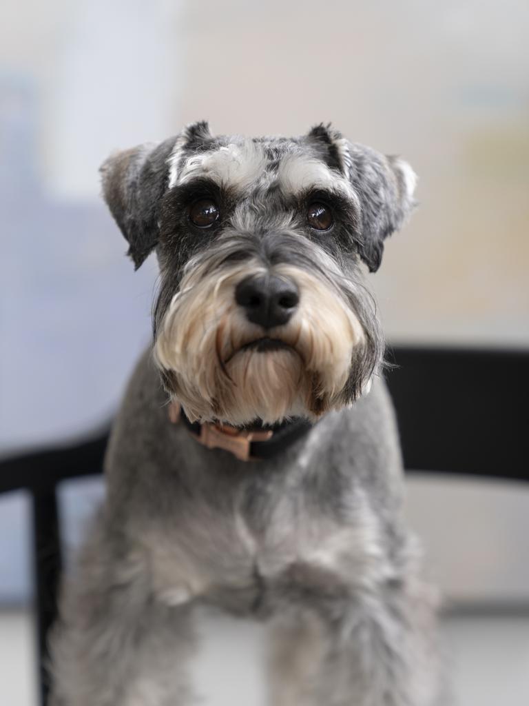 In the Northern Territory, the Miniature Schnauzer is a popular choice. Its sturdy build, intelligence, and protective instincts make it a reliable companion in the unique conditions of the top end. Picture: supplied