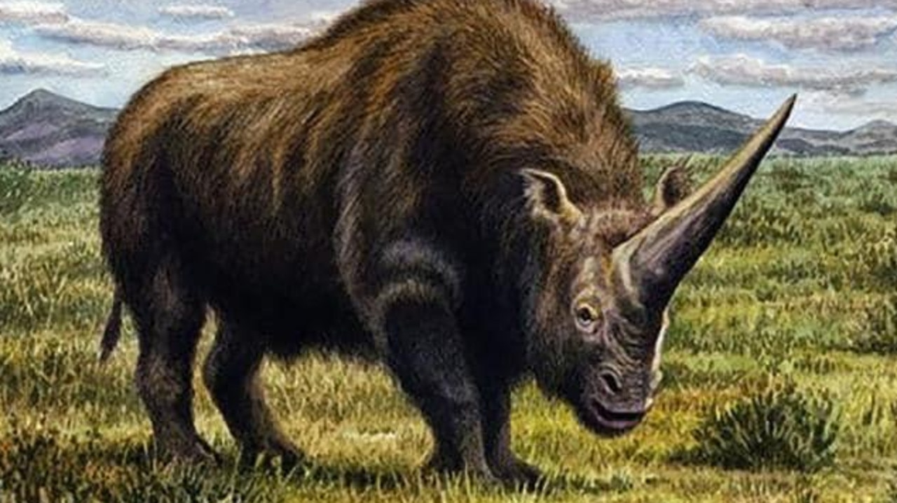 An artist’s impression of the Elasmotherium. Picture: W. S. Van der MerweSource:Supplied