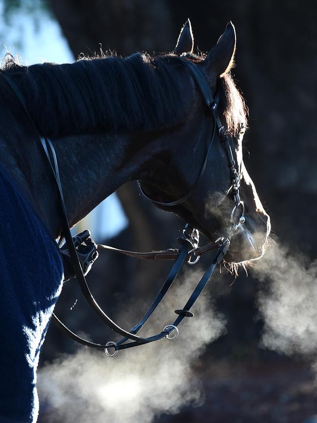 Vadamos is paying $15 in the Cox Plate. Picture: Nicole Garmston