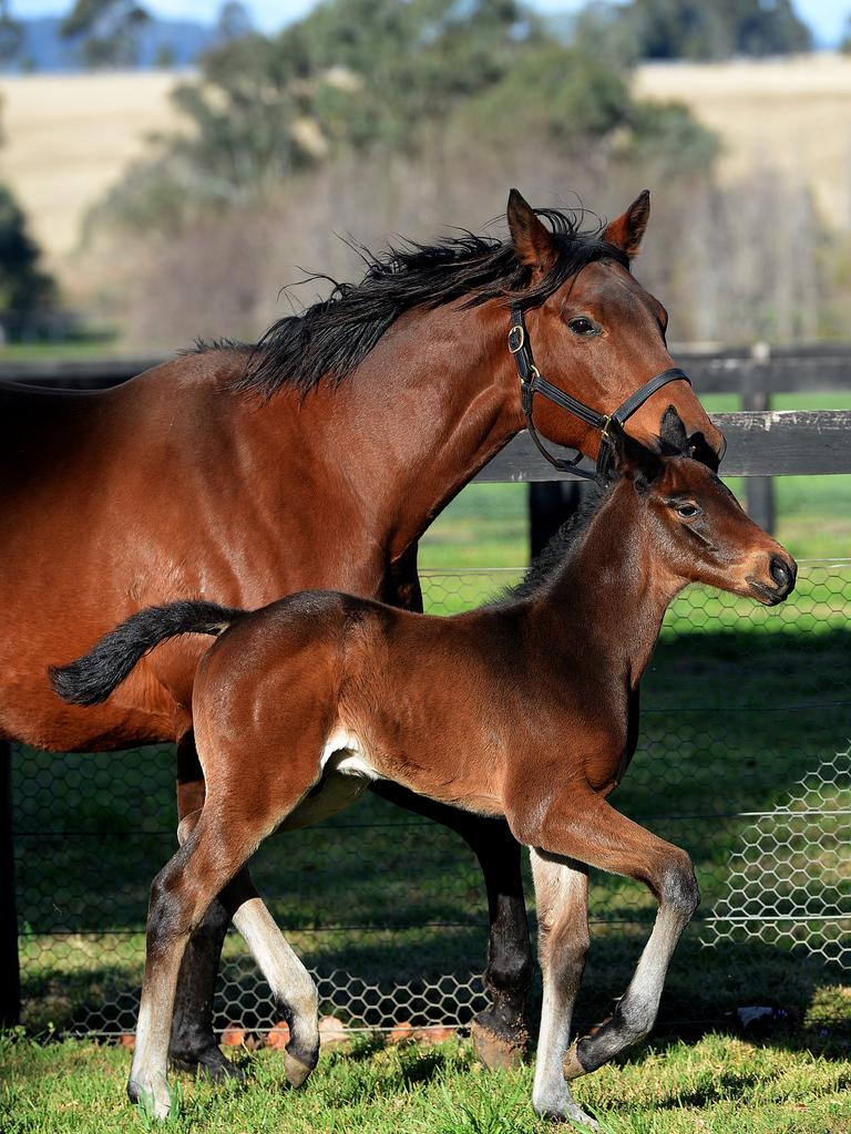 Champion horse Pierro at Coolmore stud