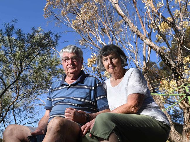 Tree deaths finally lead to St Kilda salt investigation after huge delay