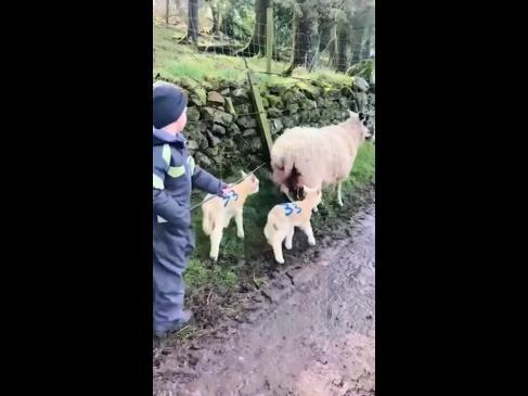 Two little lads are living their best life on a farm