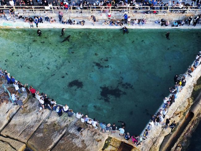 A shot of the shark at Fairy Bower Picture:  Toby Zerna